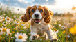 © Alena - A Cocker Spaniel having fun in a wildflower-filled meadow on a sunny day, capturing a heartwarming and joyful moment.