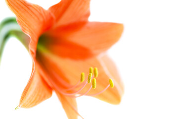 Wall Mural - Red orange flower Amaryllis isolated on white background