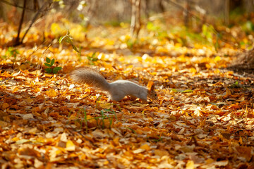 cute fluffy squirrel animal sitting on a tree trunk in an autumn sunny park with golden leaves