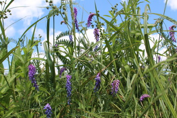 flowers in the grass