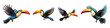 © Newton - Collection set of flying toucan birds isolated on transparent background