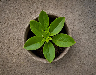 Wall Mural - plant