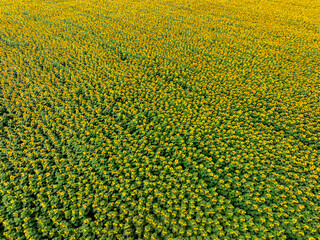 Agricultural field with yellow sunflowers against the sky with clouds.Sunflower field.Gold sunset. Sunflower closeup.Agrarian industry. Photo of cultivation land.flowers image