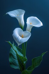 Wall Mural - Calla Lily flower showcases its smooth, elongated petals that curve outward gracefully, seeming almost luminous against a dark background. The base leaves add to its sophisticated allure.