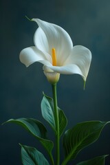 Wall Mural - Calla Lily flower showcases its smooth, elongated petals that curve outward gracefully, seeming almost luminous against a dark background. The base leaves add to its sophisticated allure.