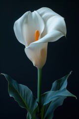 Wall Mural - Calla Lily flower stands out with its elegant, outward-curving petals, glowing softly against a dark backdrop. The rich green leaves provide a perfect contrast to its pristine charm.