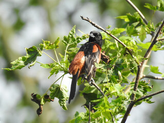 Wall Mural - A male, orchard oriole perched in a tree within the woodland forest of the Bombay Hook National Wildlife Refuge, Kent County, Delaware