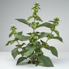 Wall Mural - bush plant isolated on a white background