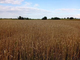 Sunset on a wheat field. Yellow wheat field under blue sky. Agricultural topics of growing grain crops.