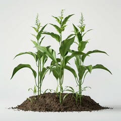 Wall Mural - bush plant isolated on a white background