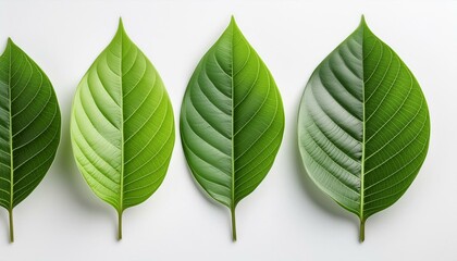 Poster - green leaves isolated on white background