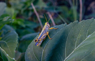 Wall Mural - Grasshopper on leaf detail