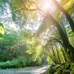 sun rays through the forest