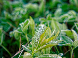 Wall Mural - Hoarfrost on plants in early morning spring