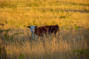 Wall Mural - Cow standing in a field of tall golden grass during sunset with a bird in the background