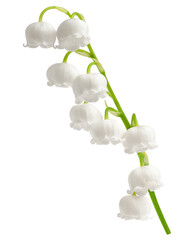 Wall Mural - Lily of the valley isolated on white background, full depth of field