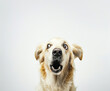 © Liliya Trott - Extreme close up of funny shocked surprised labrador dog with opened wide eyes on white background.