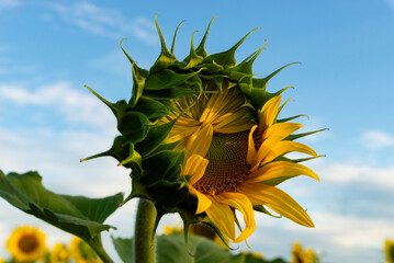 Sticker - Blooming sunflower field.