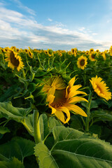 Sticker - Blooming sunflower field.