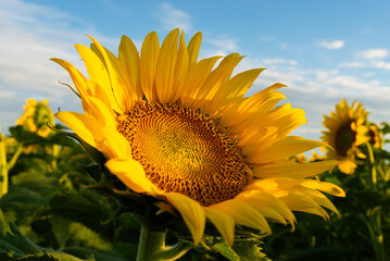 Wall Mural - Blooming sunflower field.