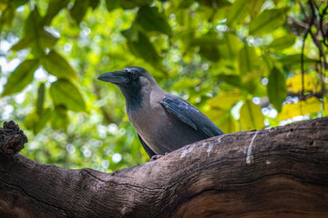 Sticker - Close-up shot of a crow perched on a tree branch with green leaves in the background