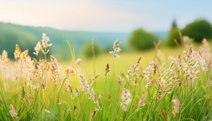 Wall Mural - flowering grasses in a idyllic blurred meadow in summertime on empty background banner with copy space