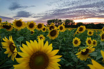 Wall Mural - Sunflower field at sunset.