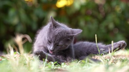 Wall Mural - kitten licks its fur, cleans its fur