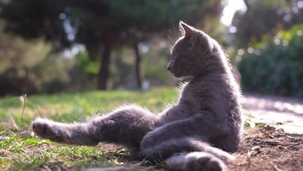 Wall Mural - kitten licks its fur, cleans its fur