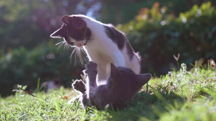 Wall Mural - kitten is playing and fighting