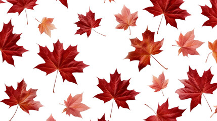 Wall Mural - Red And Orange Maple Leaves Falling Against White Background