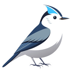 Wall Mural - White-breasted Nuthatch Bird Graphic in Vector