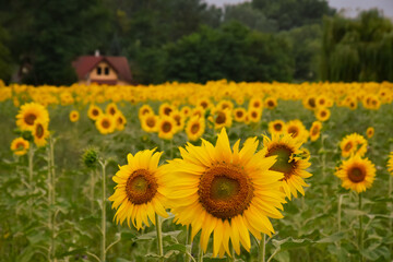 Field of sunflowers in summer with a village house