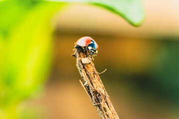 A Ladybug's Journey On A Sun-Kissed Twig