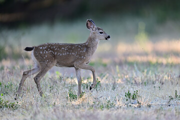  Columbian black-tailed deer fawn strolling in the park meadow 