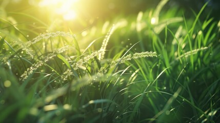 Poster - Sunlit Grass Blades