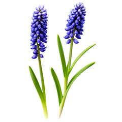 Grape hyacinth Transparent Background Images