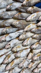 Numerous river fish are neatly arranged and ready for purchase