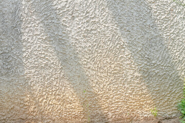 Poster - Grey concrete wall texture with shadow sunshine and green plant growing on background