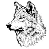 A realistic line art style image of a wolf on a white background