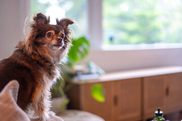 Wall Mural - Cute dog seen sitting on edge of sofa