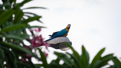 Macaw on a branch