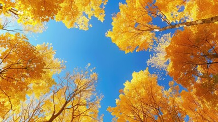 Wall Mural - autumn leaves against blue sky