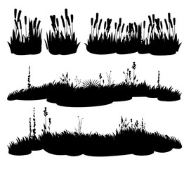 Wall Mural - set of swamp reeds. image of black silhouette isolated on white background. vector river bank. coast