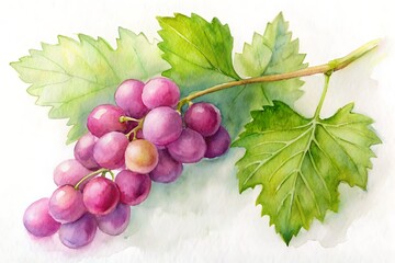 Delicate pink grape twig with lush green leaves and ripening grapes on a clean white background, beautifully illustrated in watercolor on textured paper.