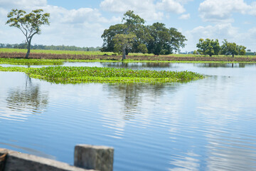 Wall Mural - Wetland with aquatic plant in wide green Australian landscape rural scene between Ulmarra and Yamba.