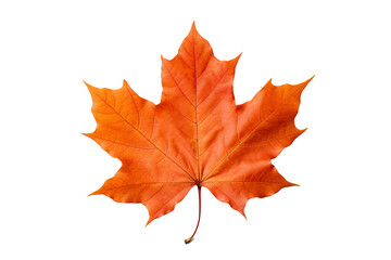 Wall Mural - Realistic PNG of autumn leaf with white background for seasonal and nature-themed design projects, high-resolution fall foliage illustration ideal for artistic and decorative graphics
