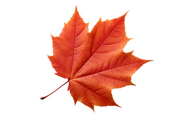 Wall Mural - Realistic autumn leaf PNG illustration with white background for seasonal design projects, nature-themed graphics, and fall-themed visuals in high-resolution format