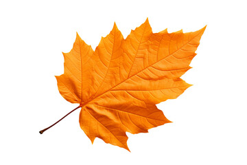 Wall Mural - Realistic autumn leaf PNG illustration with white background for seasonal design projects, nature-themed graphics, and fall-themed visuals in high-resolution format