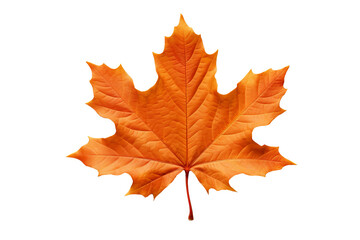 Wall Mural - Realistic autumn leaf PNG illustration with white background for seasonal design projects, nature-themed graphics, and fall-themed visuals in high-resolution format